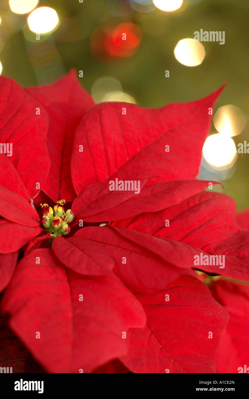 Poinsettia with Christmas Lights in Background Stock Photo