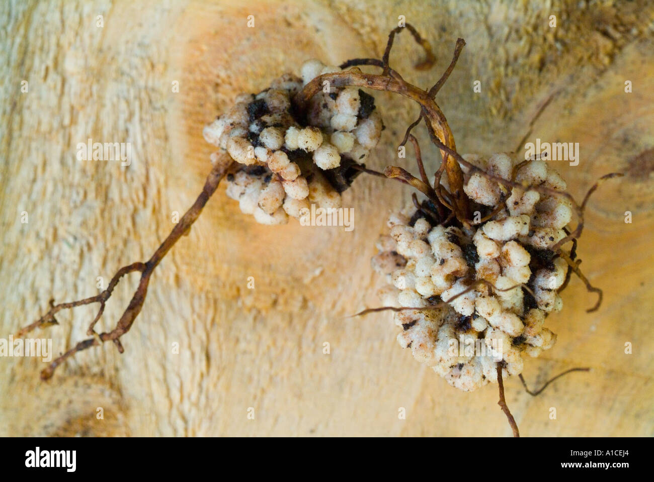 Nitrogen nodules on the root of a broad bean plant Stock Photo