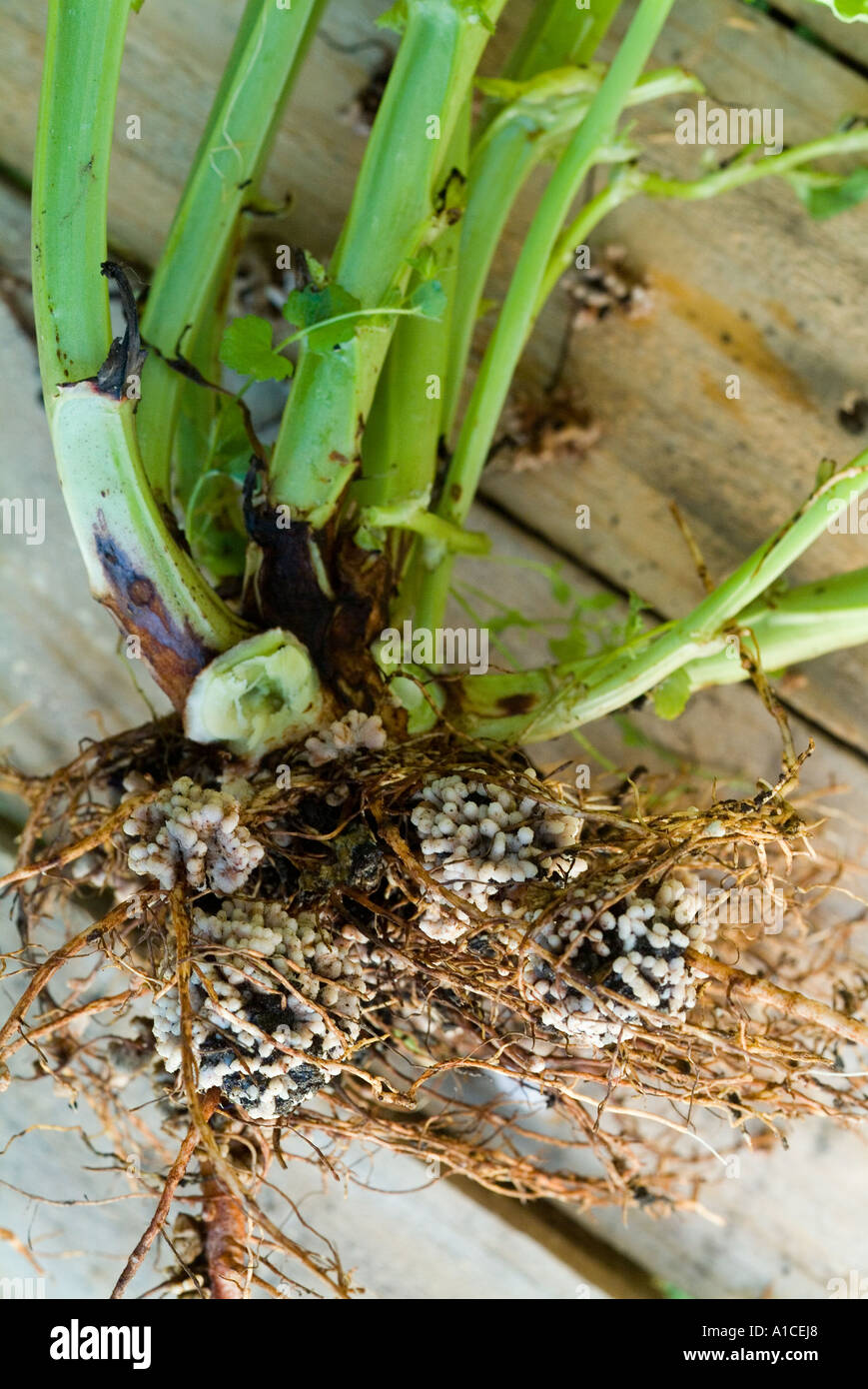 Nitrogen nodules on the root of a broad bean plant Stock Photo Alamy