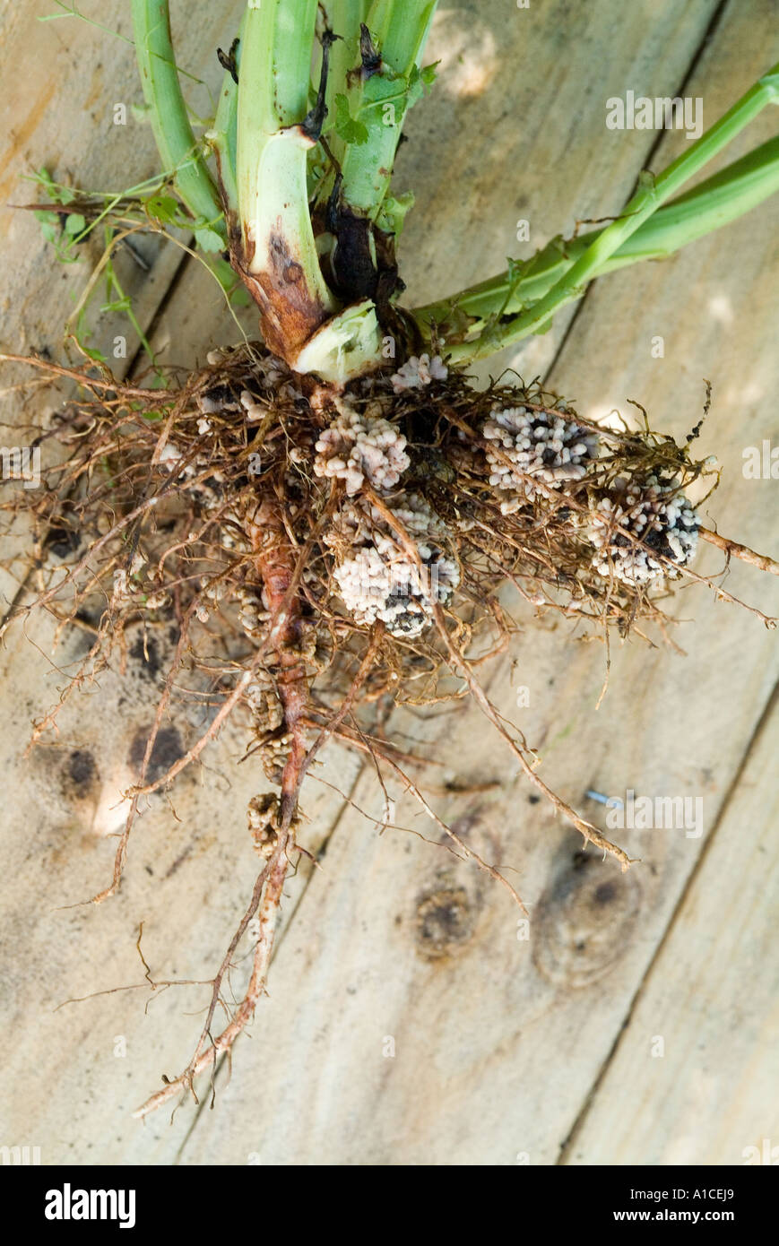 Nitrogen nodules on the root of a broad bean plant Stock Photo
