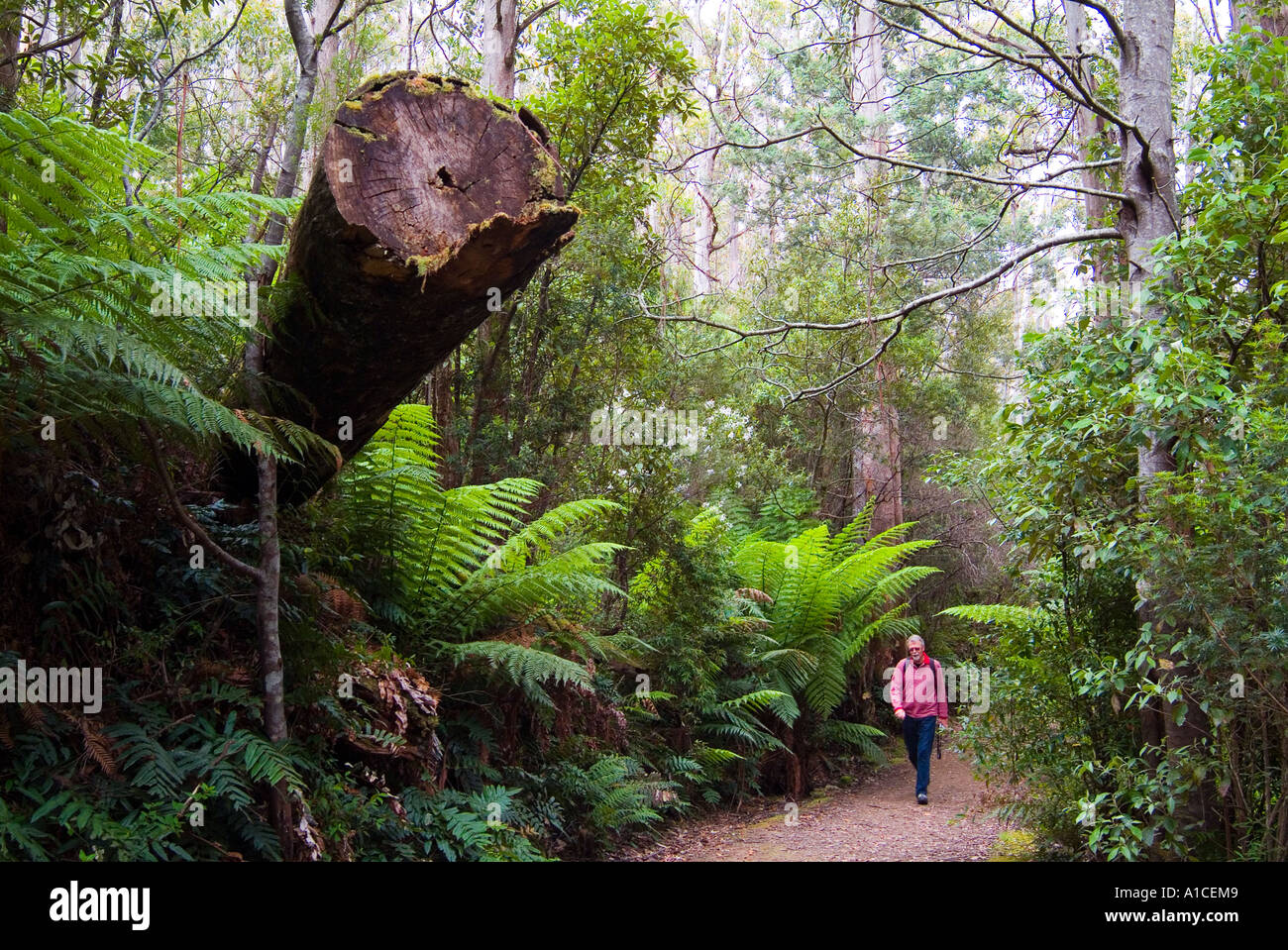 Bushwalking in rainforest Mount Wellington Hobart Tasmania Stock Photo