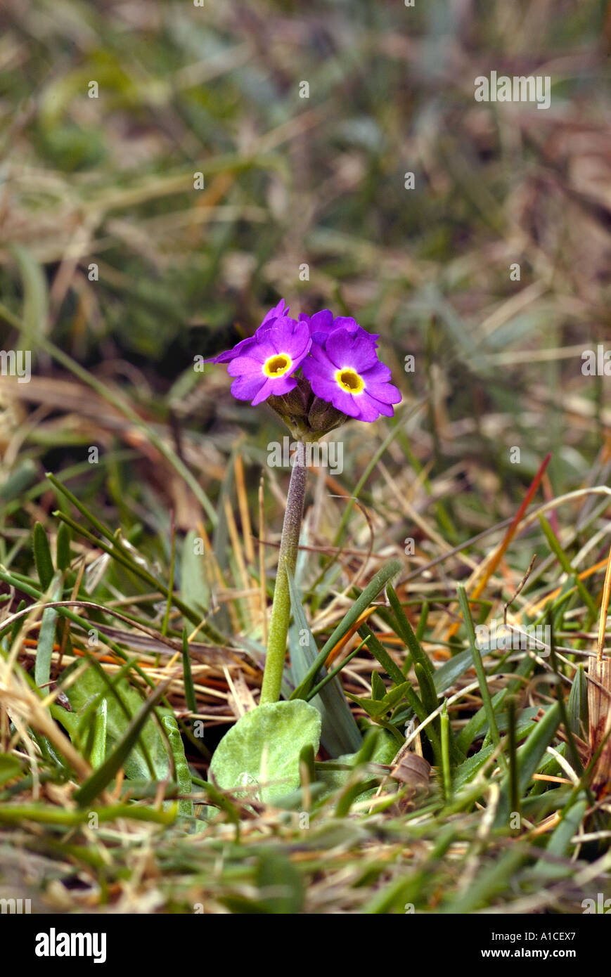 flowering scottish primrose at yesnaby on orkney scotland in may Stock Photo