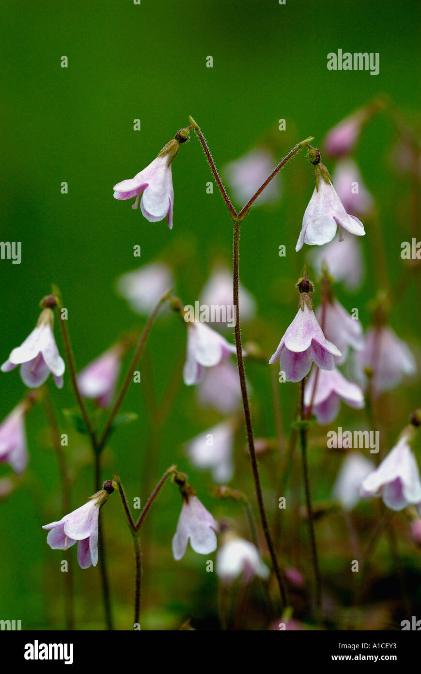 flowering twinflower  in curr woods strathspey highlands scotland in june Stock Photo