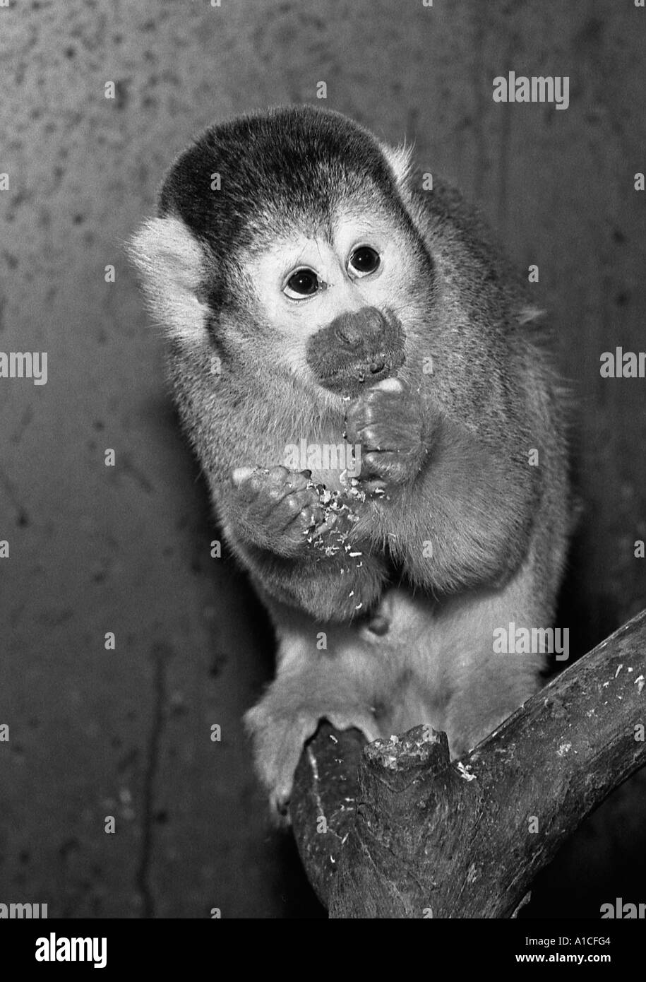 Squirrel Monkey Pet Squirrel Monkey Pet