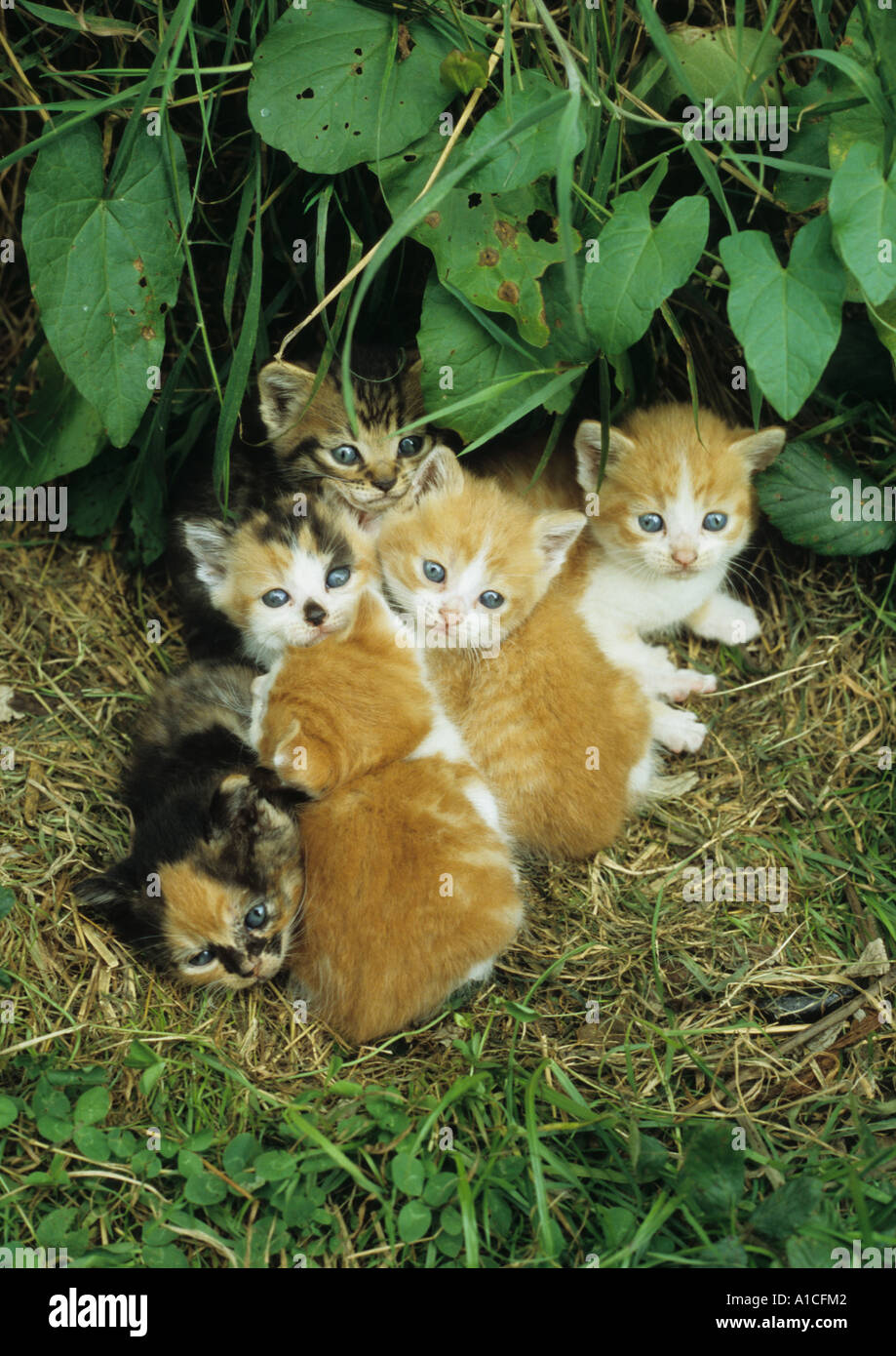 Kittens outside in the uk Stock Photo Alamy