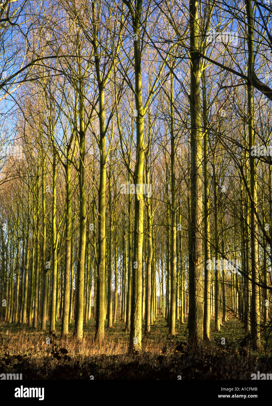 Poplar trees in Henham in suffolk in the Uk (Medium Format) Stock Photo