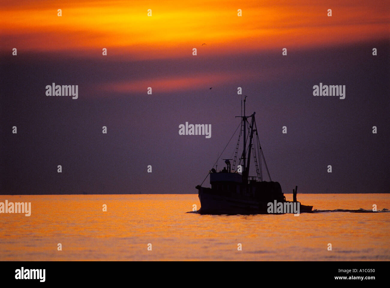 Seagulls accompany a fishing boat as it returns to port at sunset Stock Photo