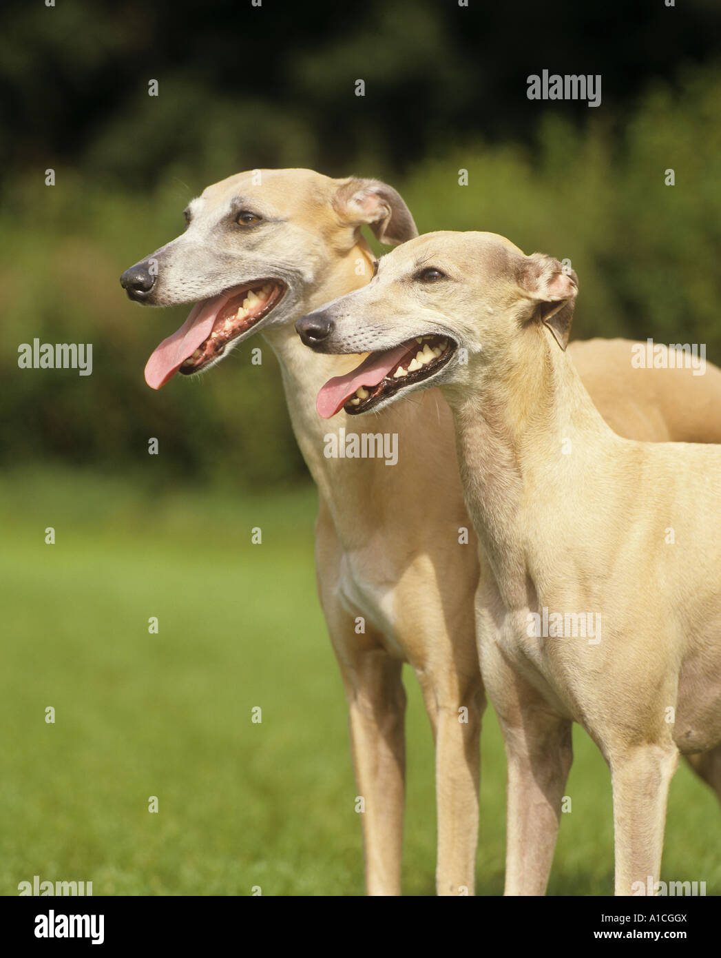 two Whippets - portrait Stock Photo
