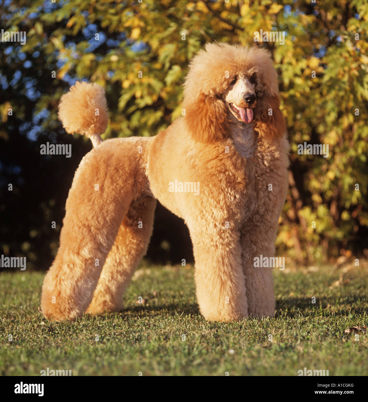 apricot standard poodle