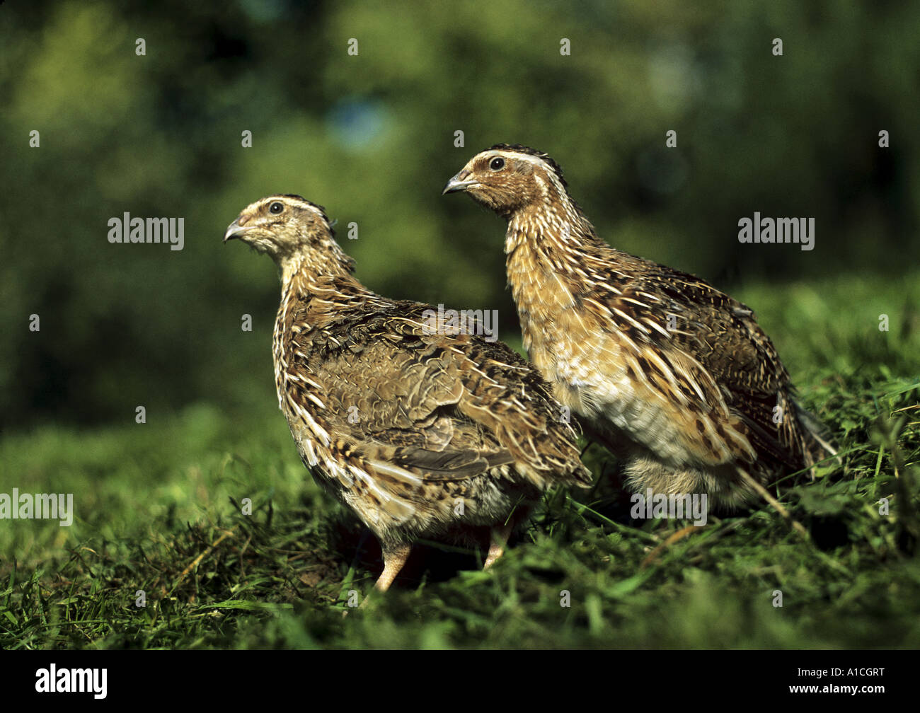 2 common quails - male right, female left / Coturnix coturnix Stock Photo