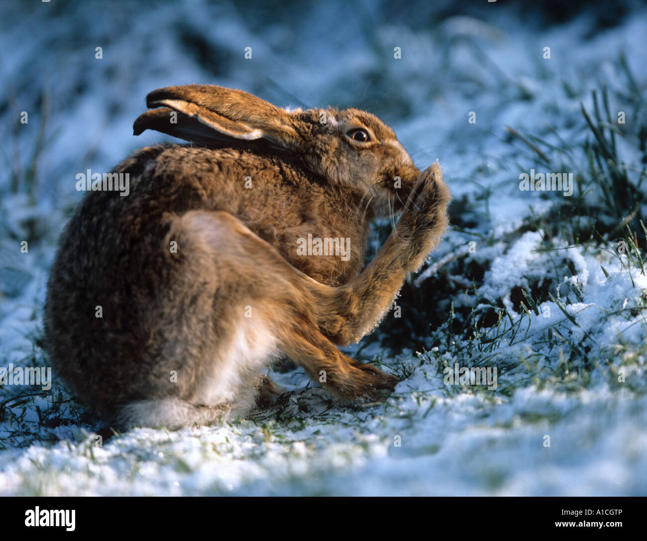 European Hare (Lepus europaeus). Adult grooming in snow Stock Photo