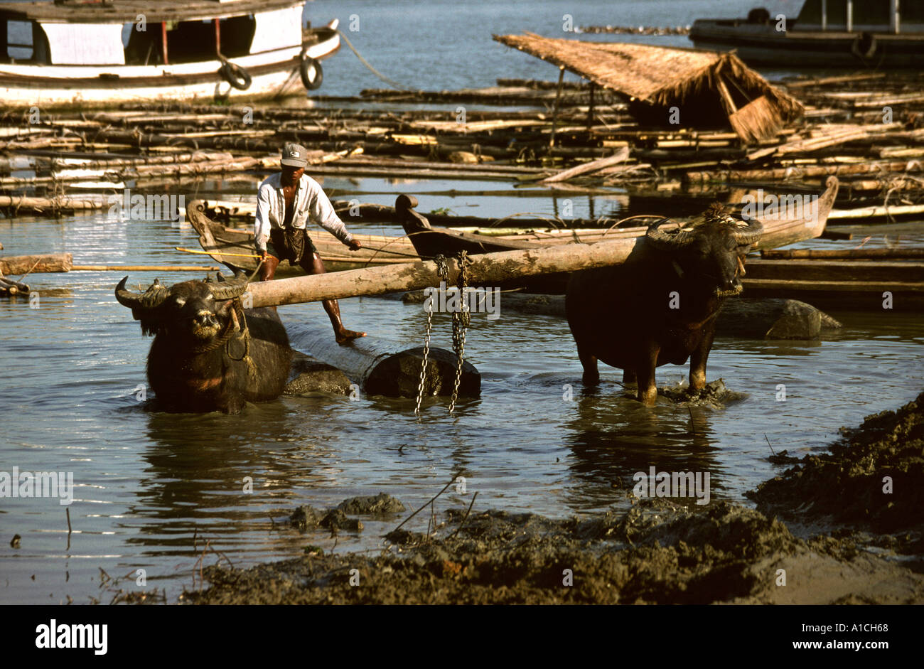 Myanmar Burma Mandalay forestry Buffalo Point teak logs being pulled ashore by water buffalo to be taken to sawmills Stock Photo