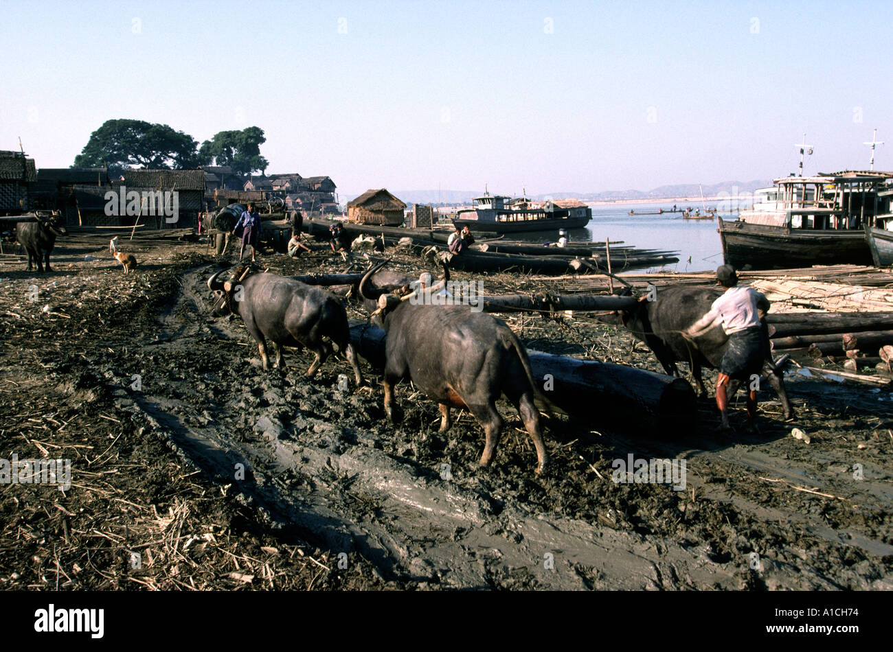 Myanmar Burma Mandalay forestry Buffalo Point teak being pulled from the River Ayeyarwady Irrawaddy to be taken to sawmills Stock Photo