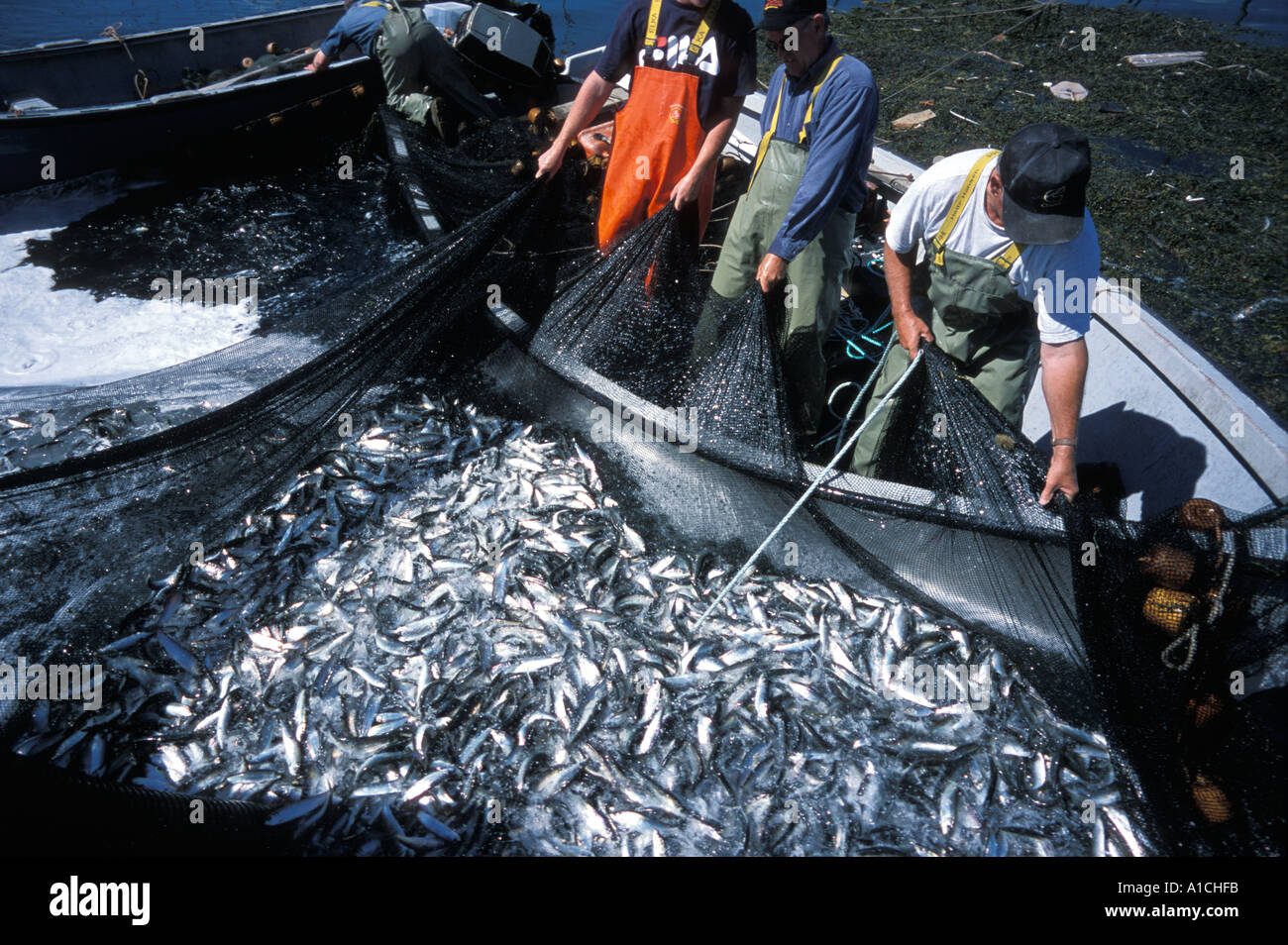 Hauling in a net full of herring off of Deer Island New Brunswick