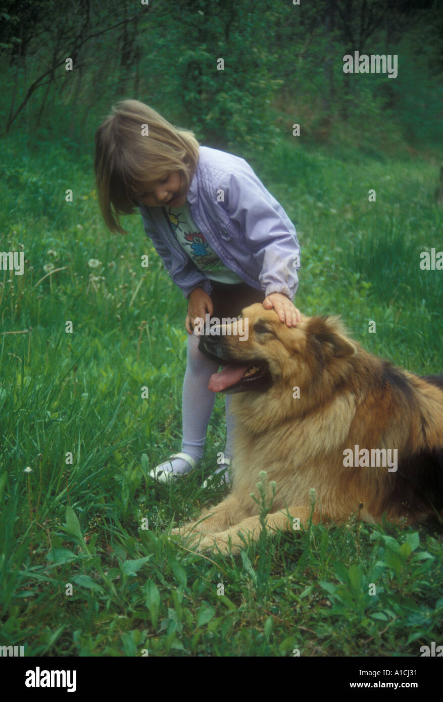 Little Girl Petting Large Dog Stock Photo