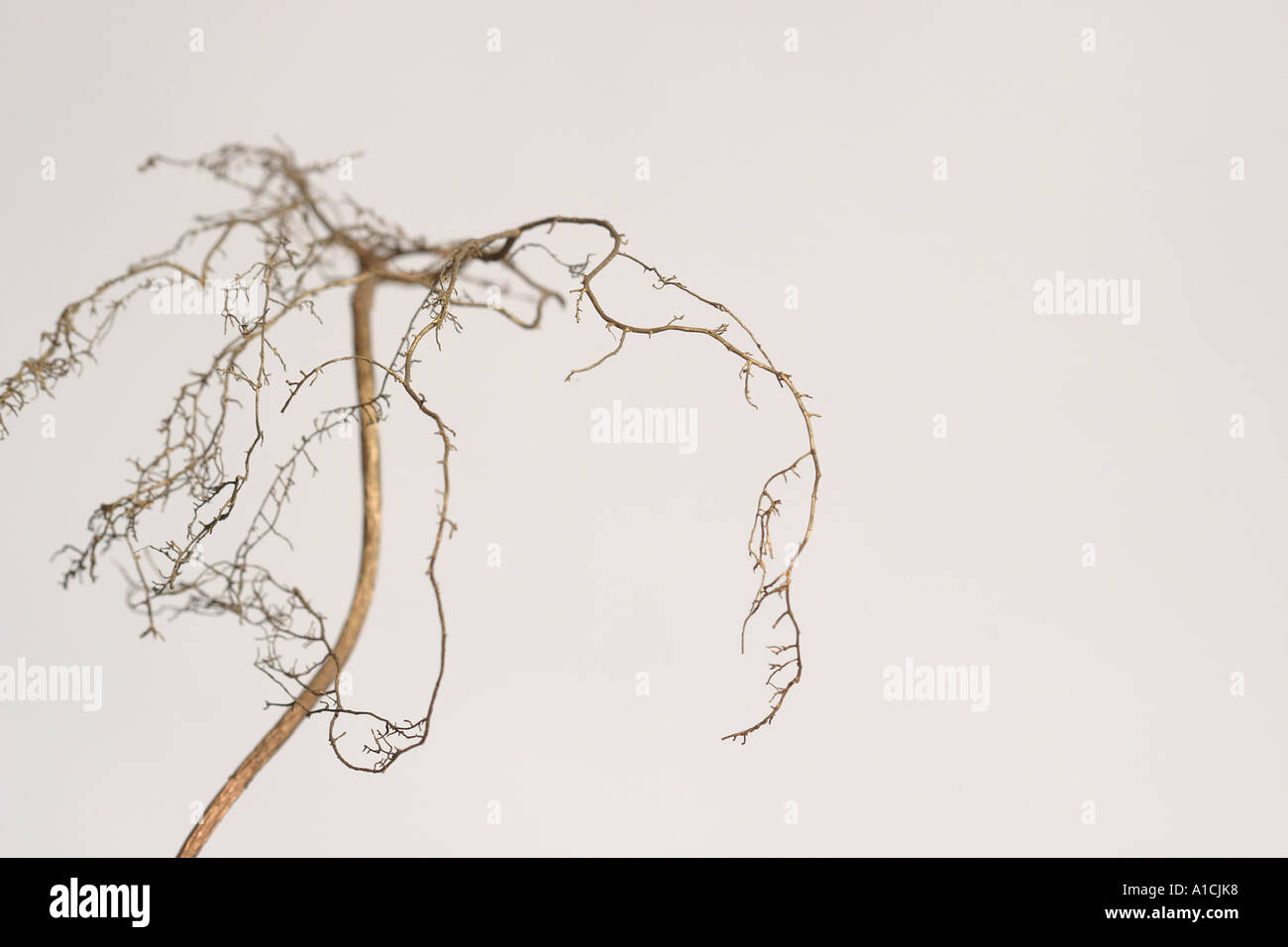 Plant roots look like tree Stock Photo Alamy