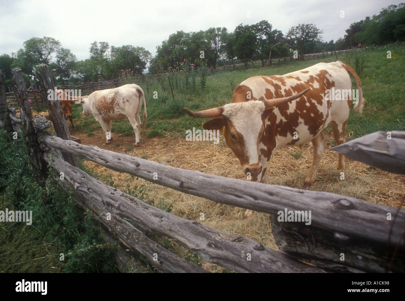 Longhorn Cattle Stock Photo