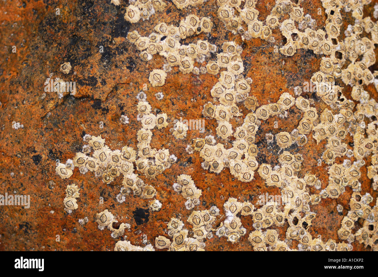 barnacles on rock Stock Photo