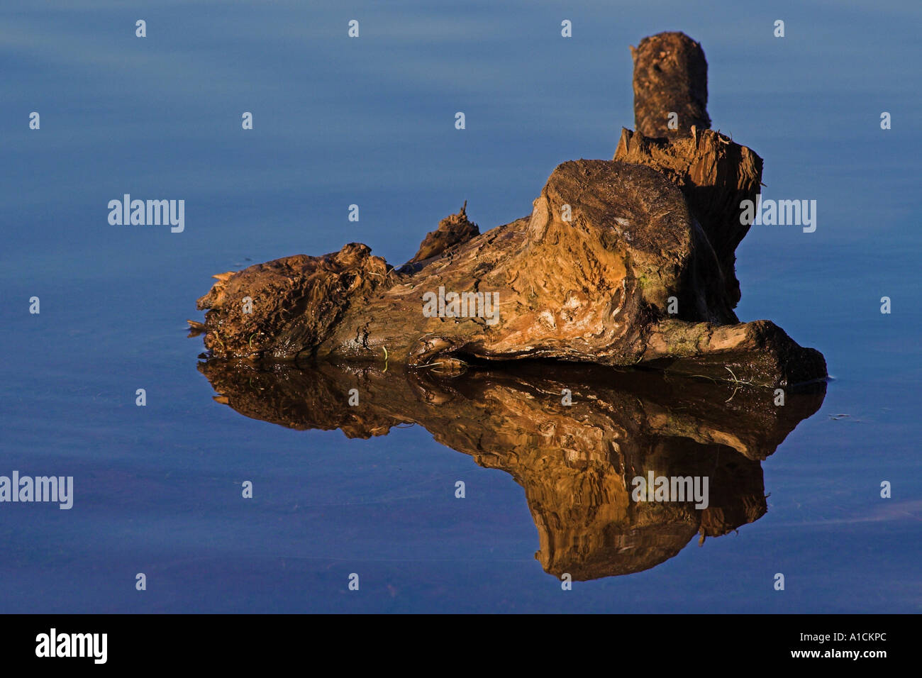 Bogwood hires stock photography and images Alamy