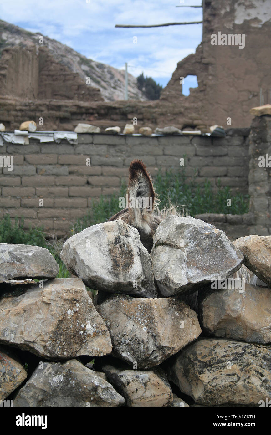 Donkeys ear peeks out from behind dry stone wall, Isla del Sol, Lake Titicaca, Bolivia. Stock Photo