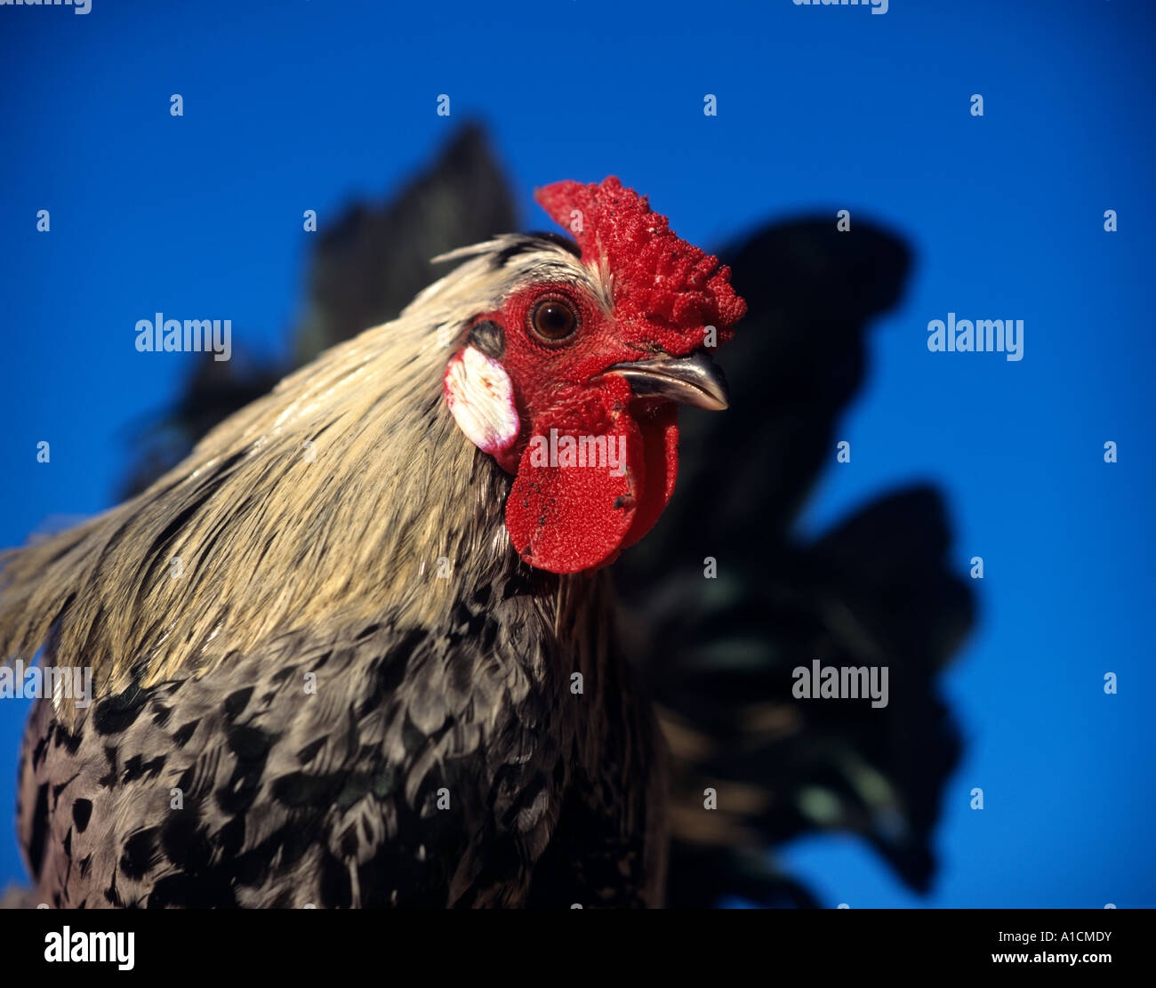 A black and white chicken looking at the camera Stock Photo - Alamy