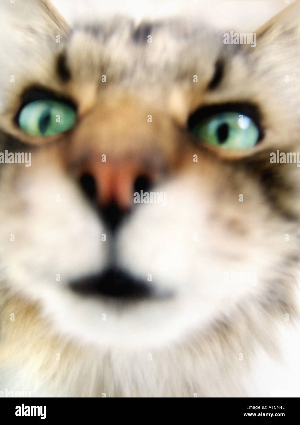 Cat looking at camera Stock Photo - Alamy