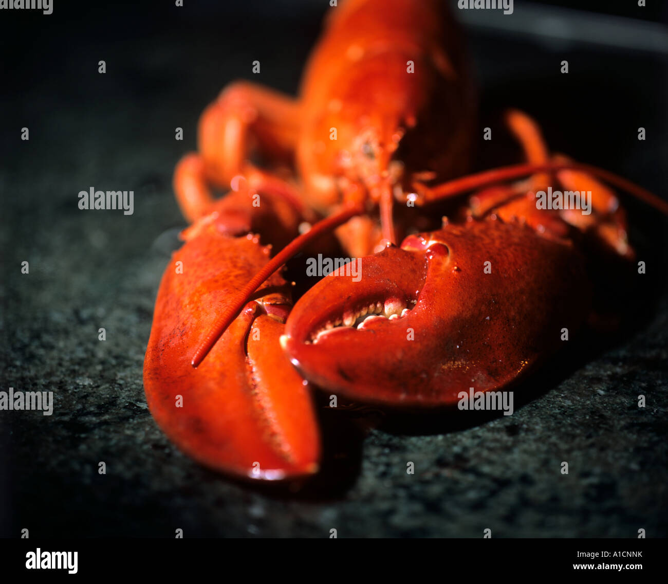 One cooked lobster. Claws out in front and very red Stock Photo Alamy