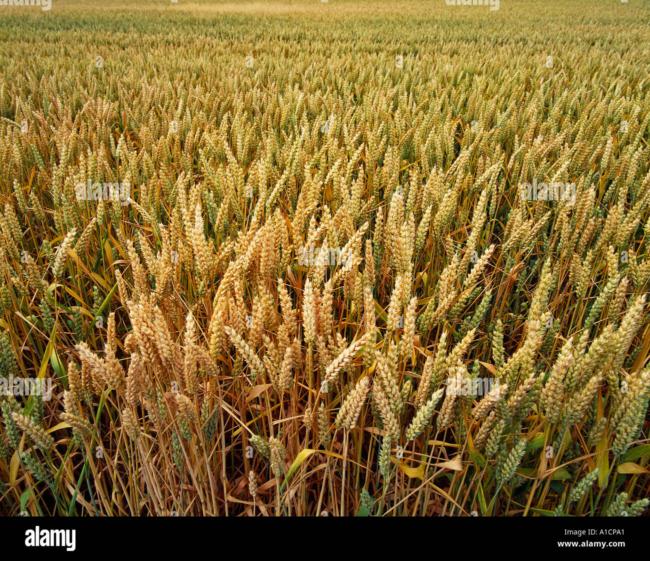 Agriculture Green Wheat Field Hi res Stock Photography And Images Alamy Agriculture Green Wheat Field Hi res Stock Photography And Images Alamy