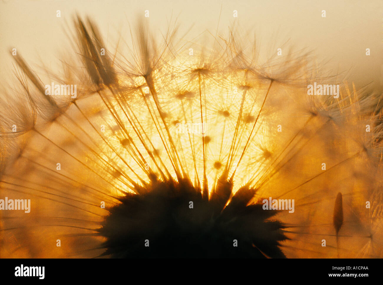 Dandelion clock wet hi-res stock photography and images - Alamy