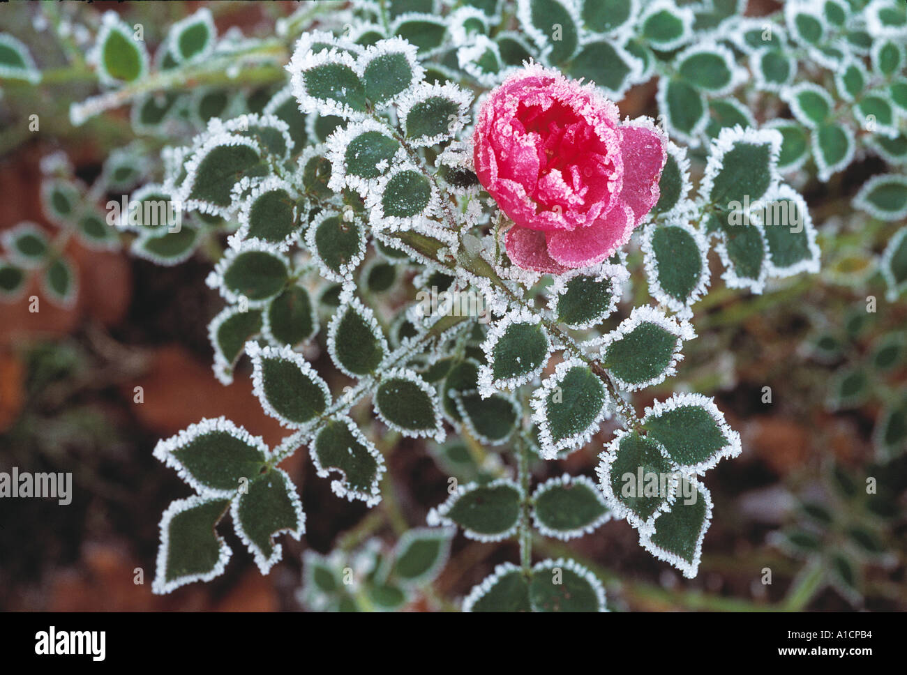 Rose with no leaves hi-res stock photography and images - Alamy
