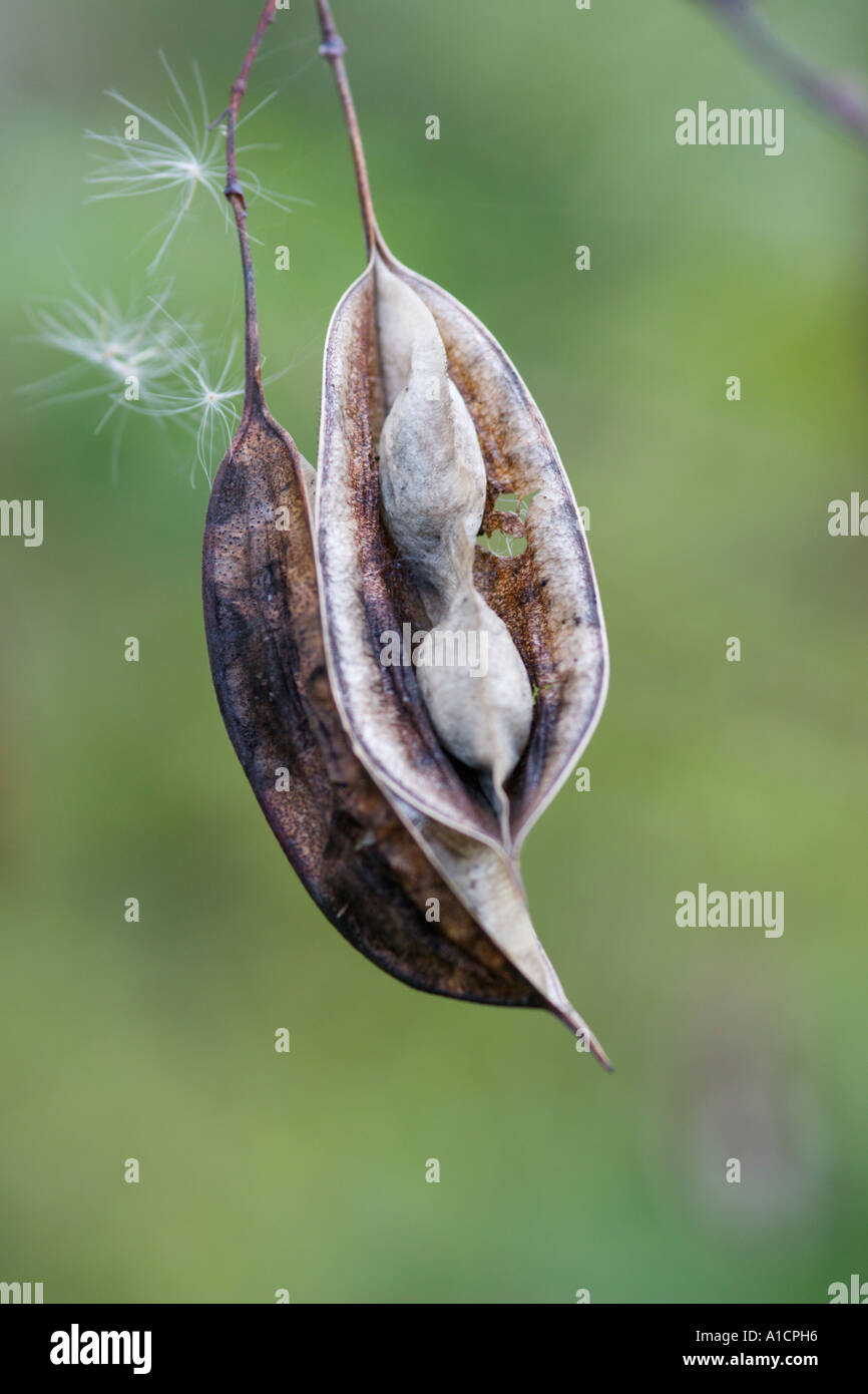 Dried seed pod hanging from tree in the fall season Stock Photo