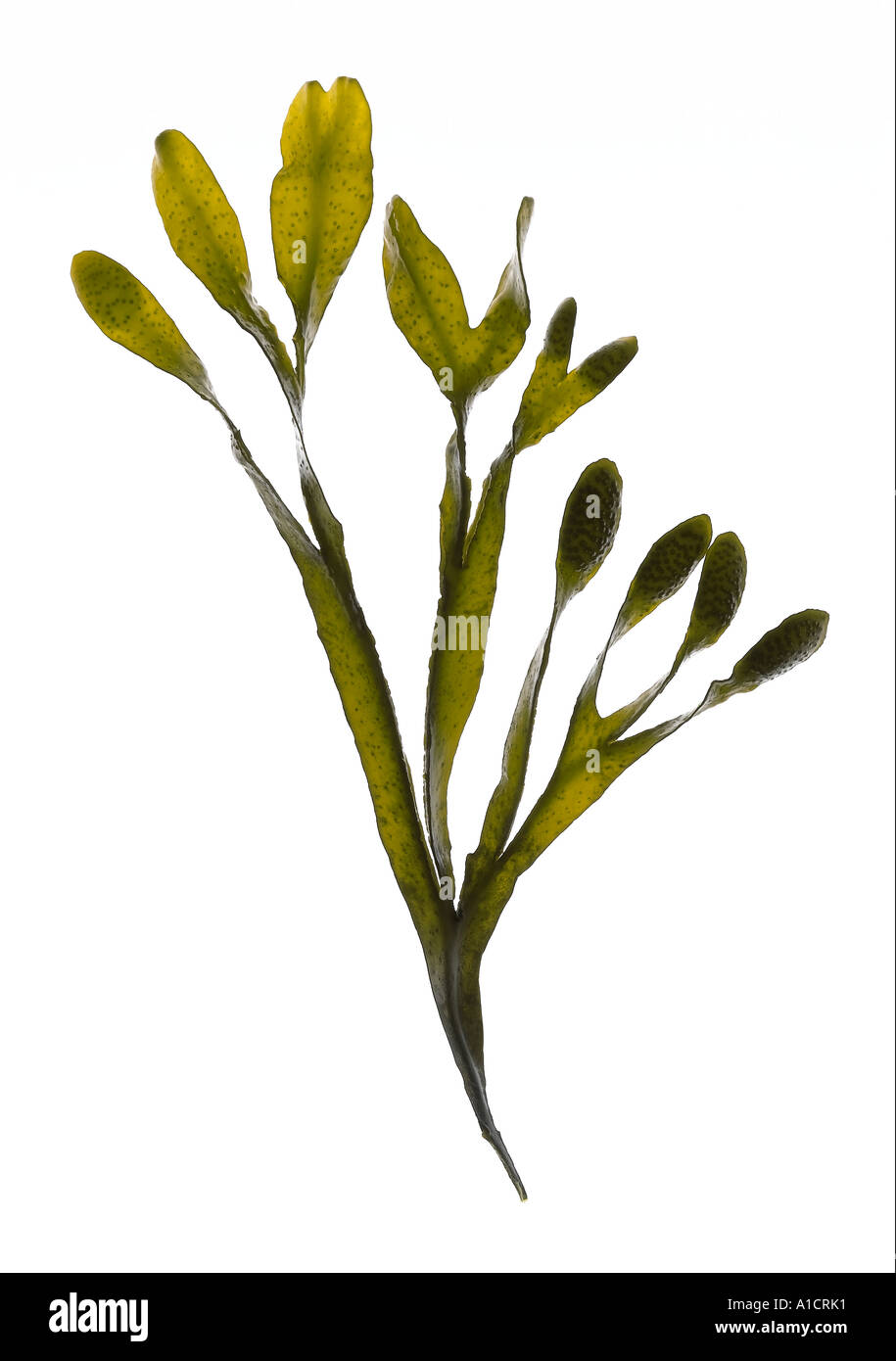 edible seaweed Stock Photo - Alamy