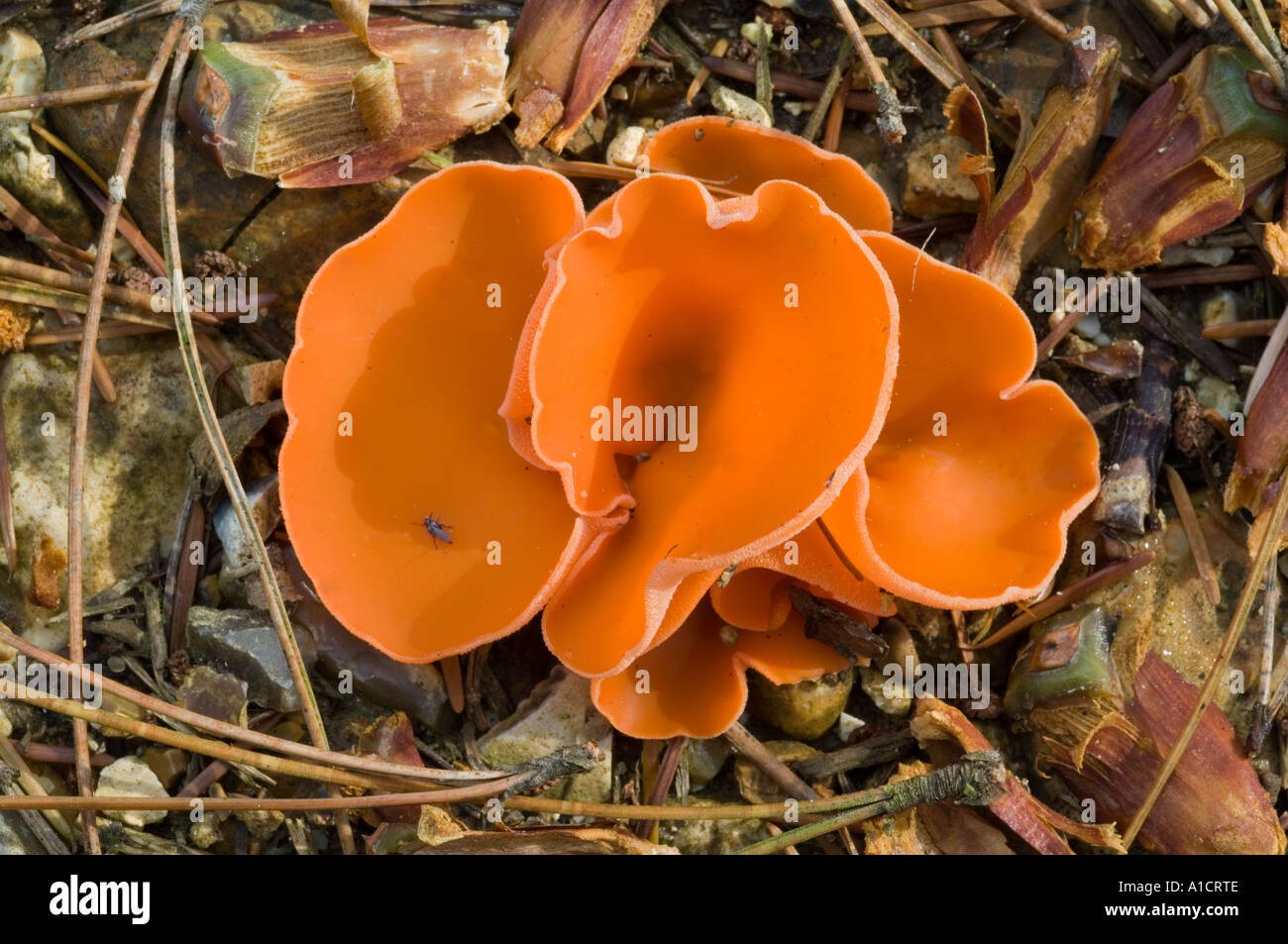 Orange Peel Fungus   Aleuria aurantia Stock Photo