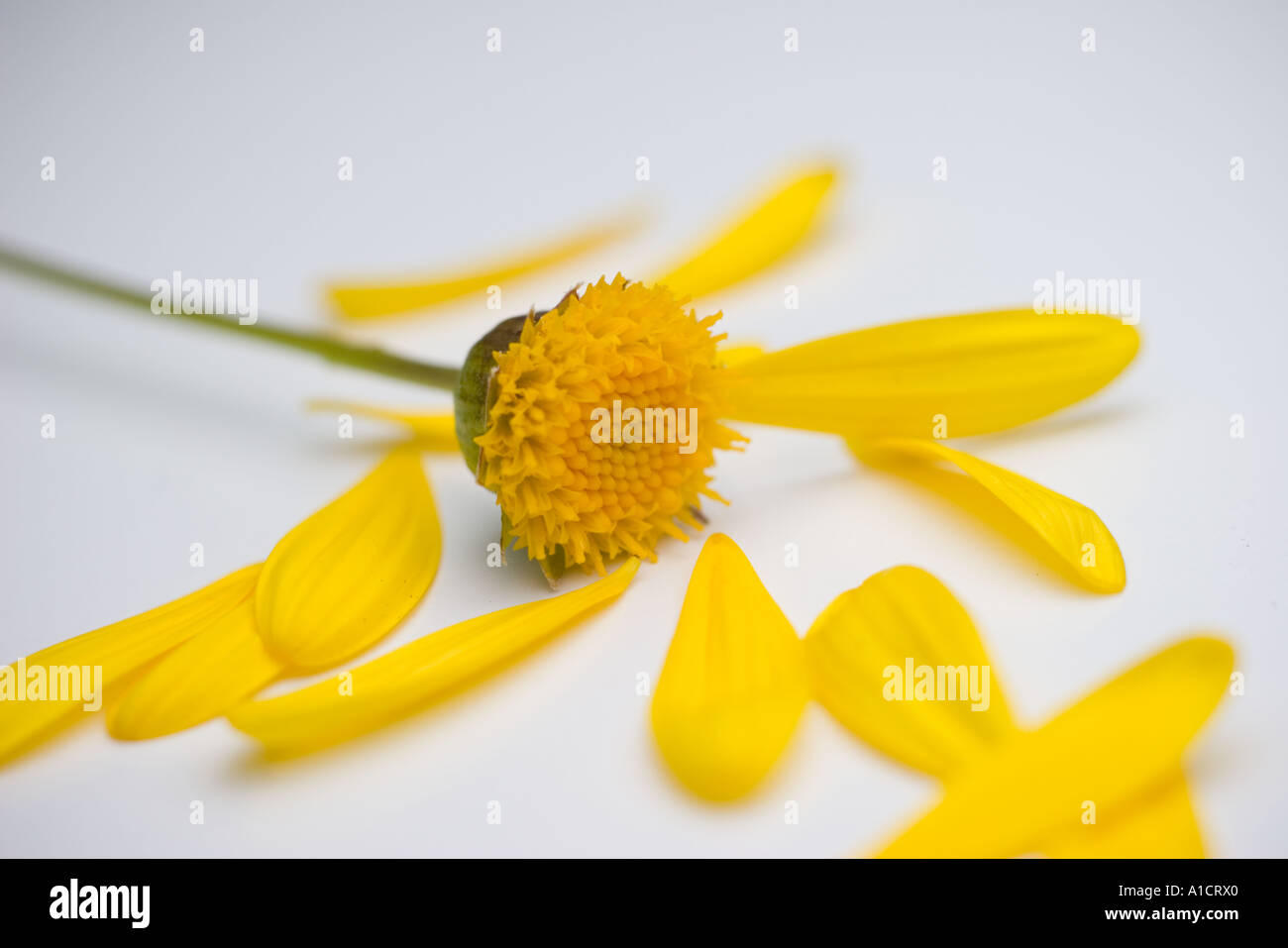 Yellow daisy flower with all but one petal pulled off Stock Photo