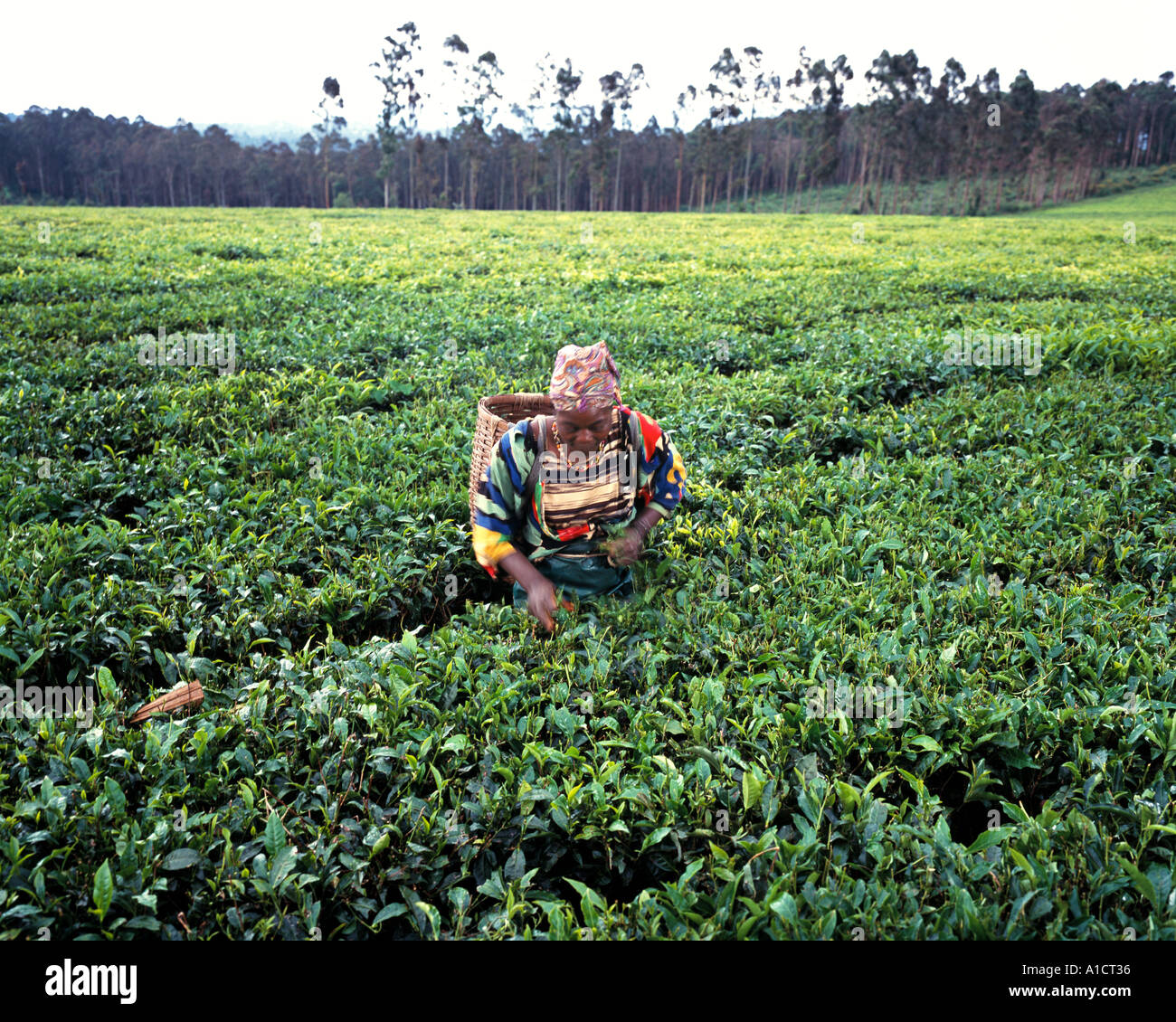 Woman picking tea on plantation Stock Photo