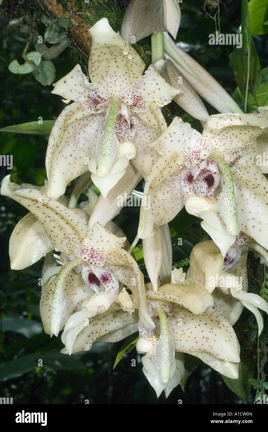 Stanhopea Orchids, WILD, Mindo area, Ecuador Stock Photo