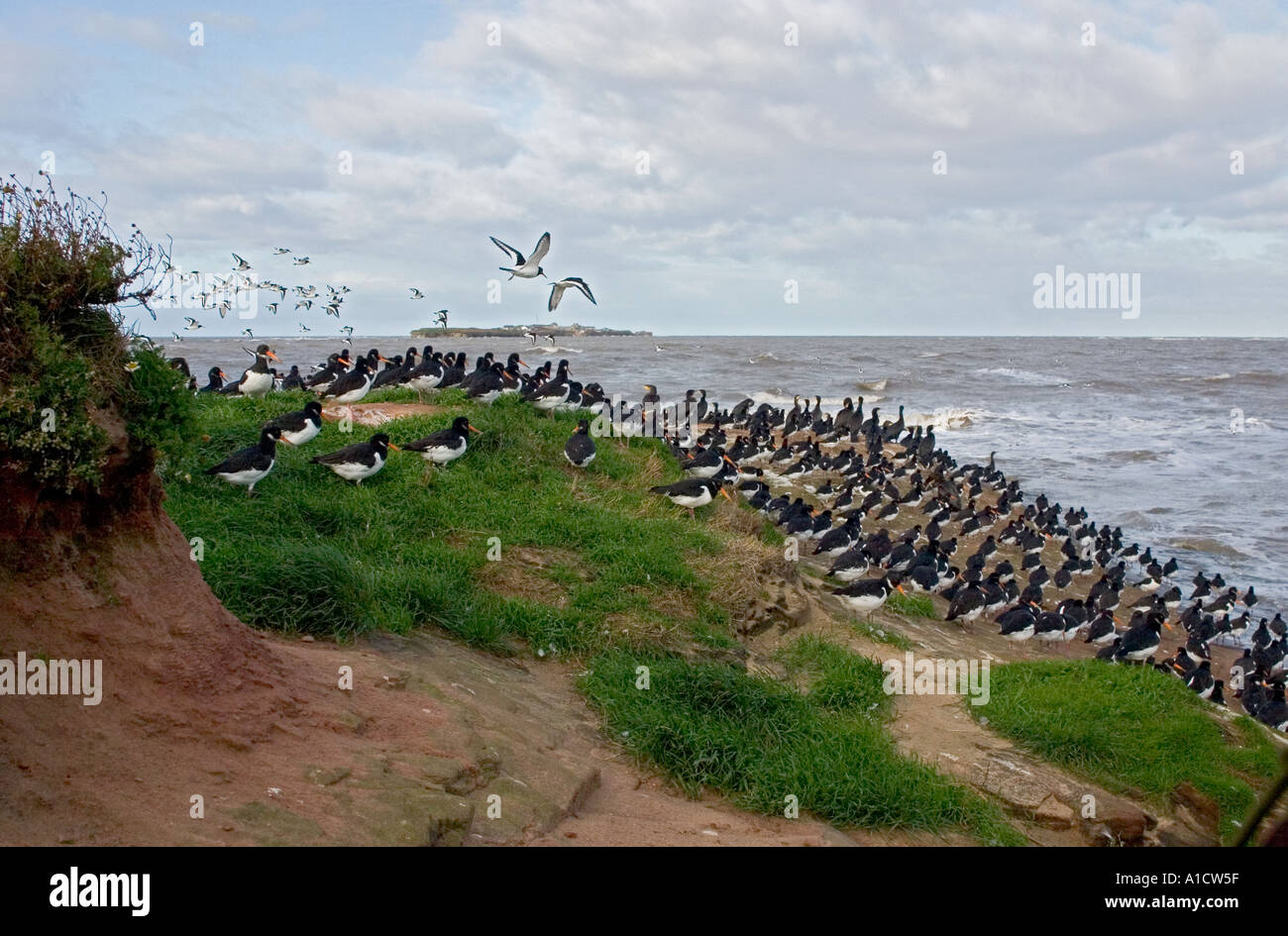 Oystercatchers and cormorants roosting over the high tide on Little Eye with Hilbre Island in the distance Dee Estuary Stock Photo