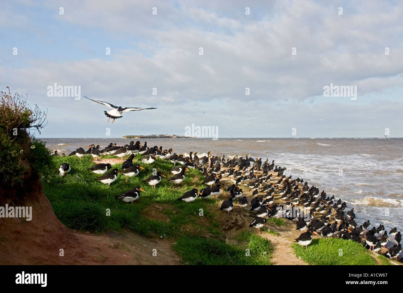 Oystercatchers and cormorants roosting over the high tide on Little Eye with Hilbre Island in the distance Dee Estuary Stock Photo