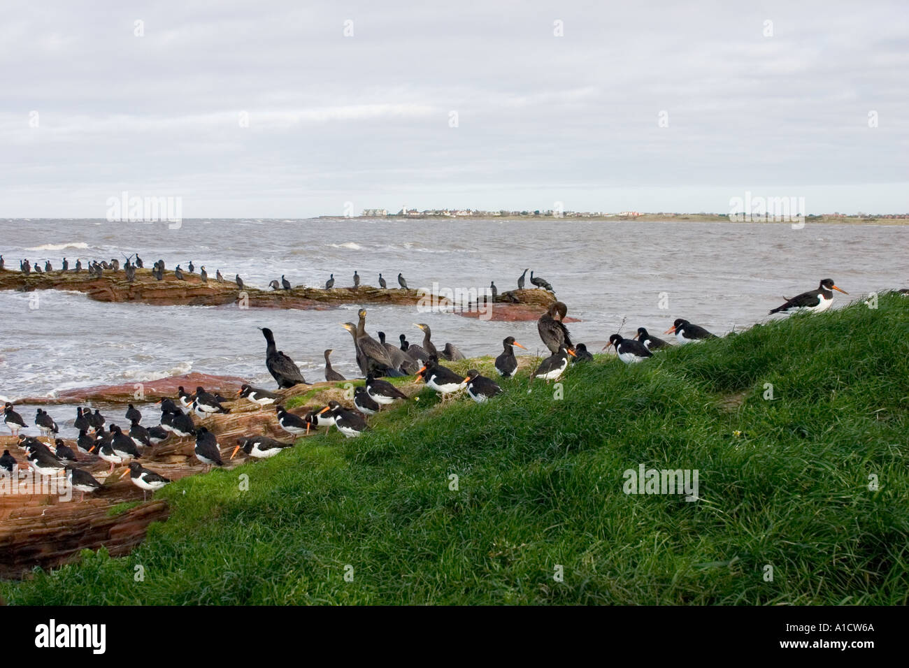 Little Eye Hilbre Islands Dee Estuary Birds high tide roost Stock Photo