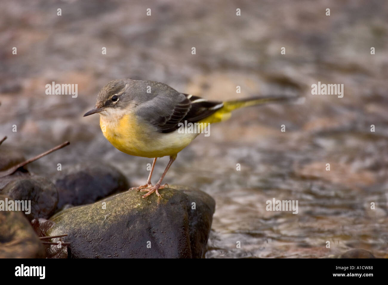 Grey wagtail hunting alongside a Welsh river Stock Photo