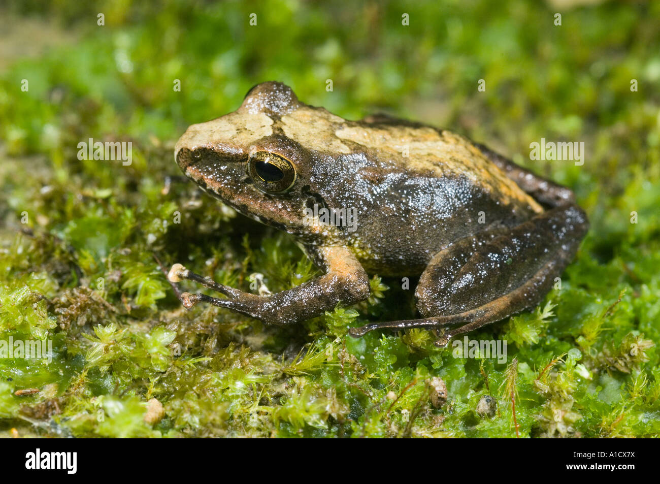 Unknown frog species Buenaventura Reserve, EL ORO Province, WILD, ECUADOR Stock Photo