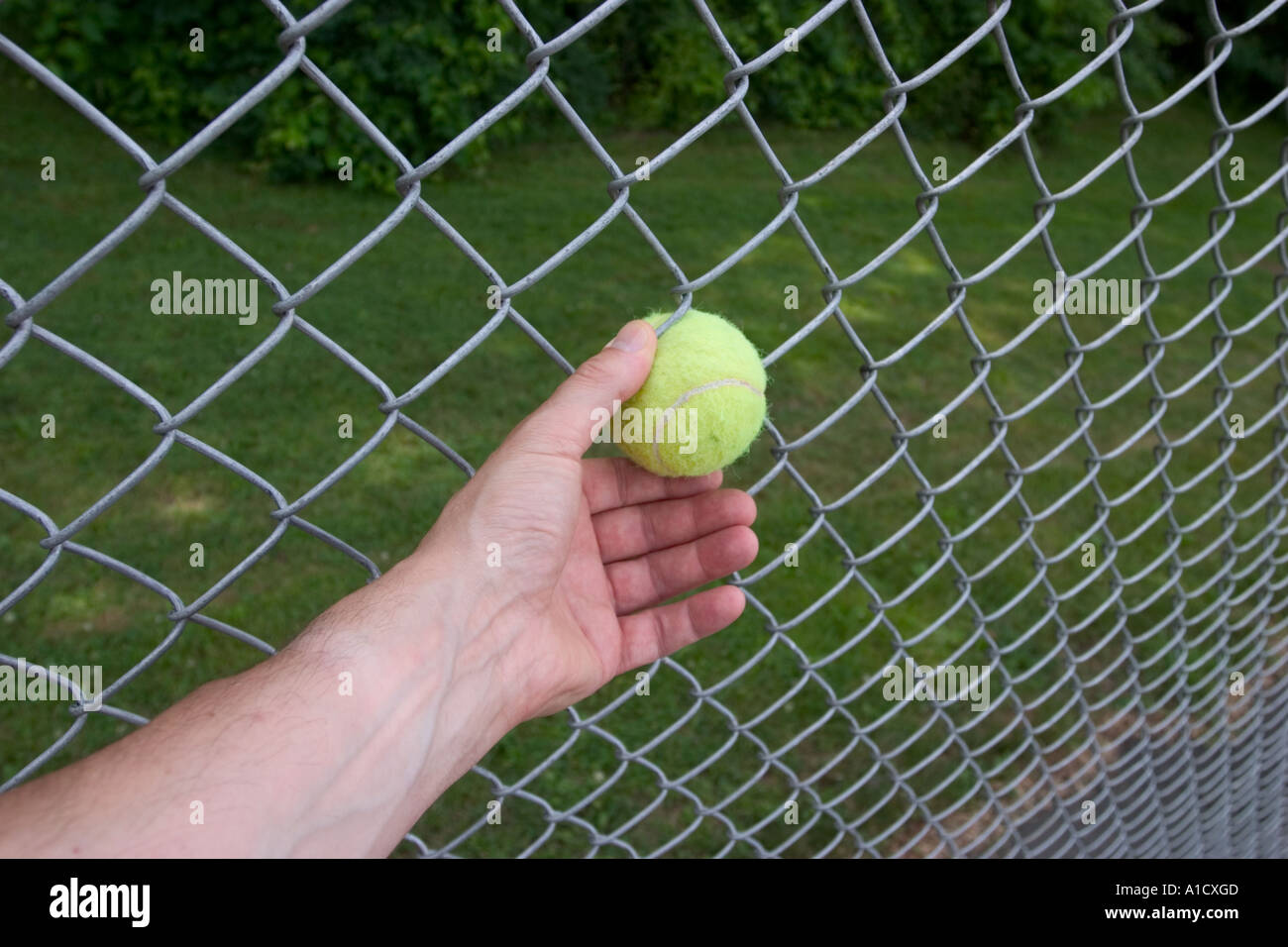 Tennis ball stuck in a metal chain-link fence. Stock Photo