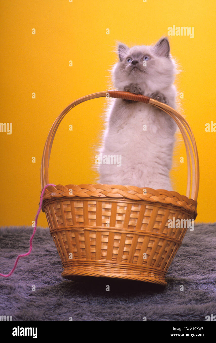 Bluepoint Himalayan kitten standing in straw basket which is falling over PR 204 Stock Photo