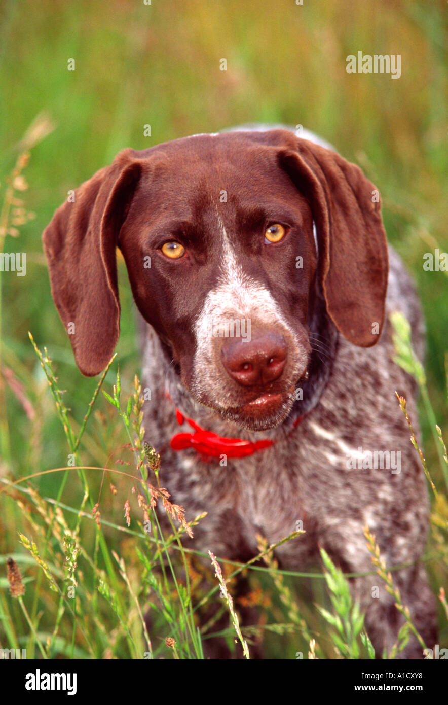 Dog German Shorthair Pointer In Meadow Pr171 Stock Photo 5839927