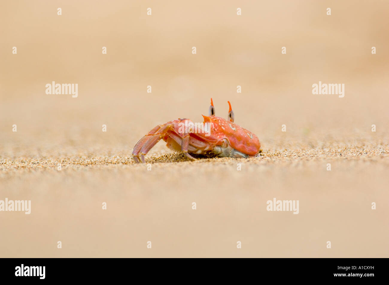 Ghost Crab (Ocypode gaudichaudii) Bartolome Is.,  GALAPAGOS Islands Stock Photo
