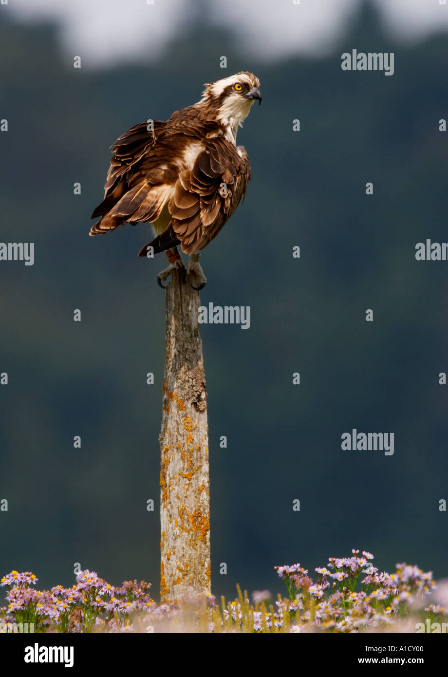 Osprey, Pandion haliaetus Stock Photo