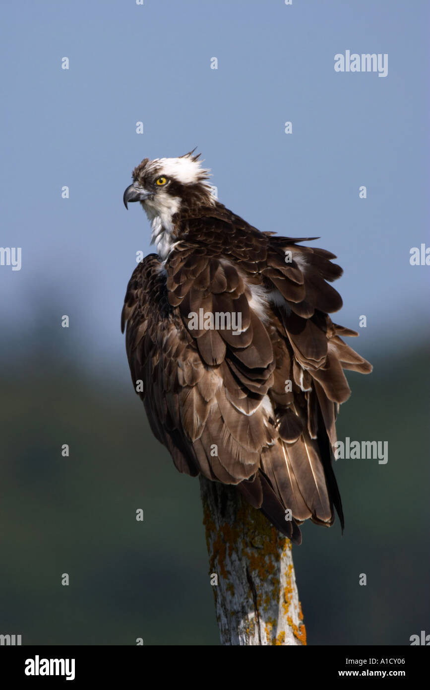 Osprey, Pandion haliaetus Stock Photo
