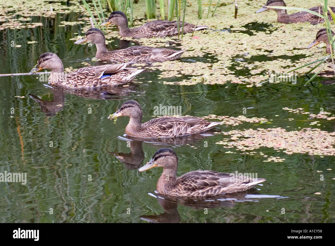 A flotilla of young mallard ducks Anas platyrynchos Stock Photo