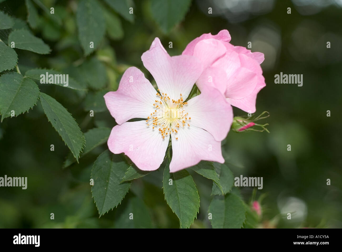 Dogrose bloom Stock Photo