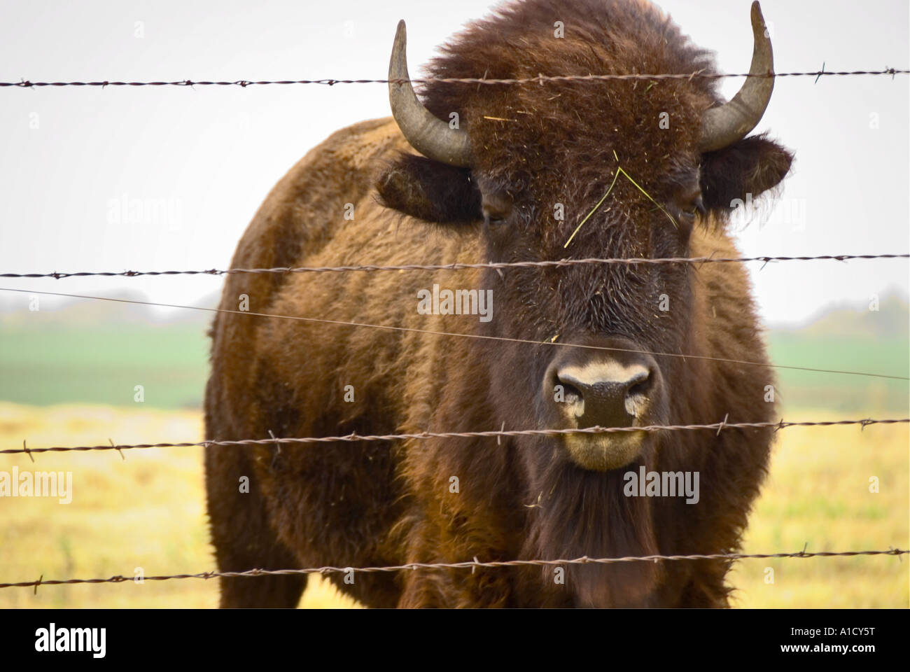 buffalo ranch in Kansas 5 Stock Photo Alamy